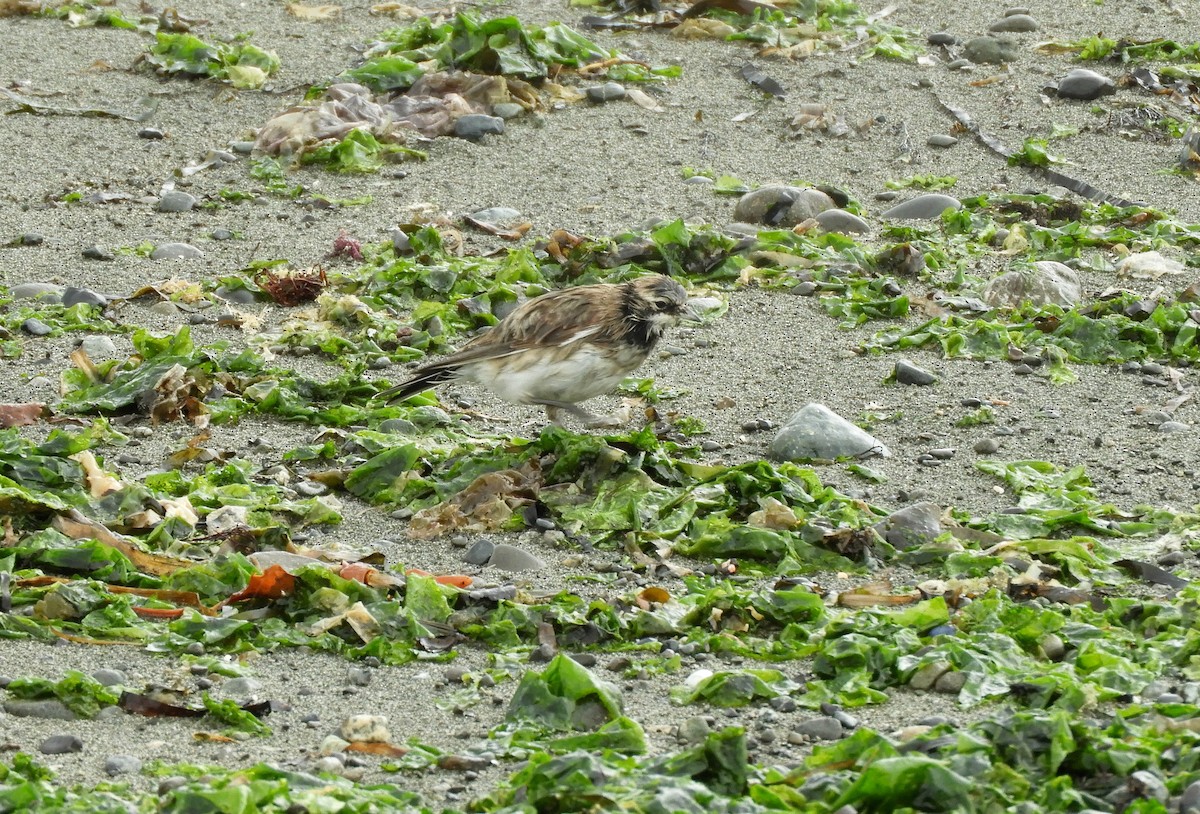 Horned Lark - ML641576772