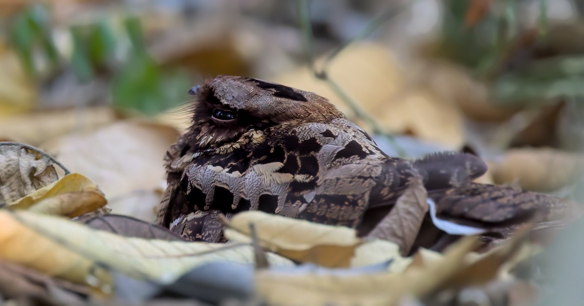 Fiery-necked Nightjar - ML641576792