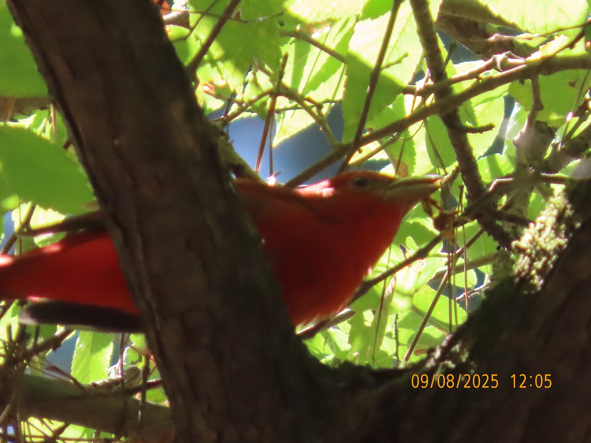 Summer Tanager - ML641576808