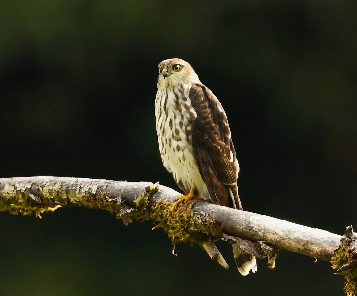 Sharp-shinned Hawk - ML641576829