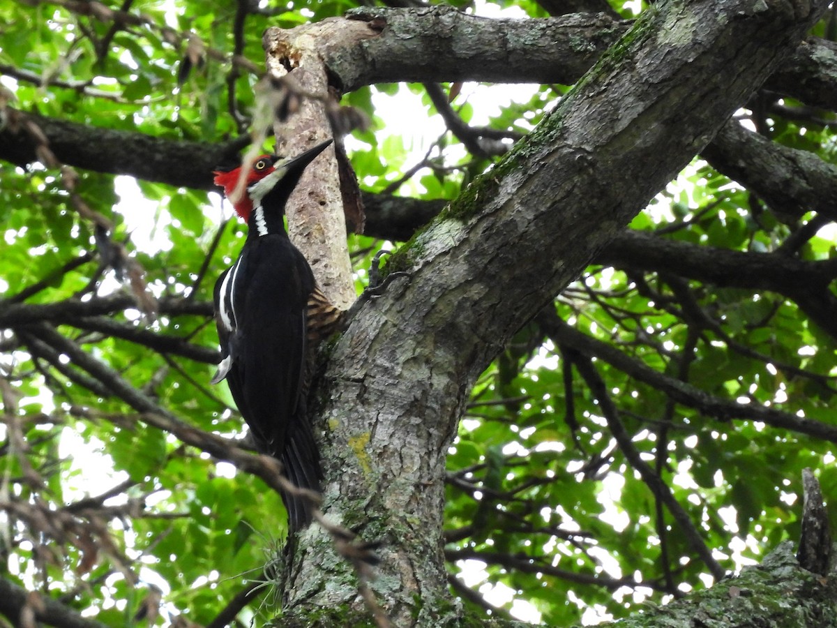 Crimson-crested Woodpecker - ML641576840