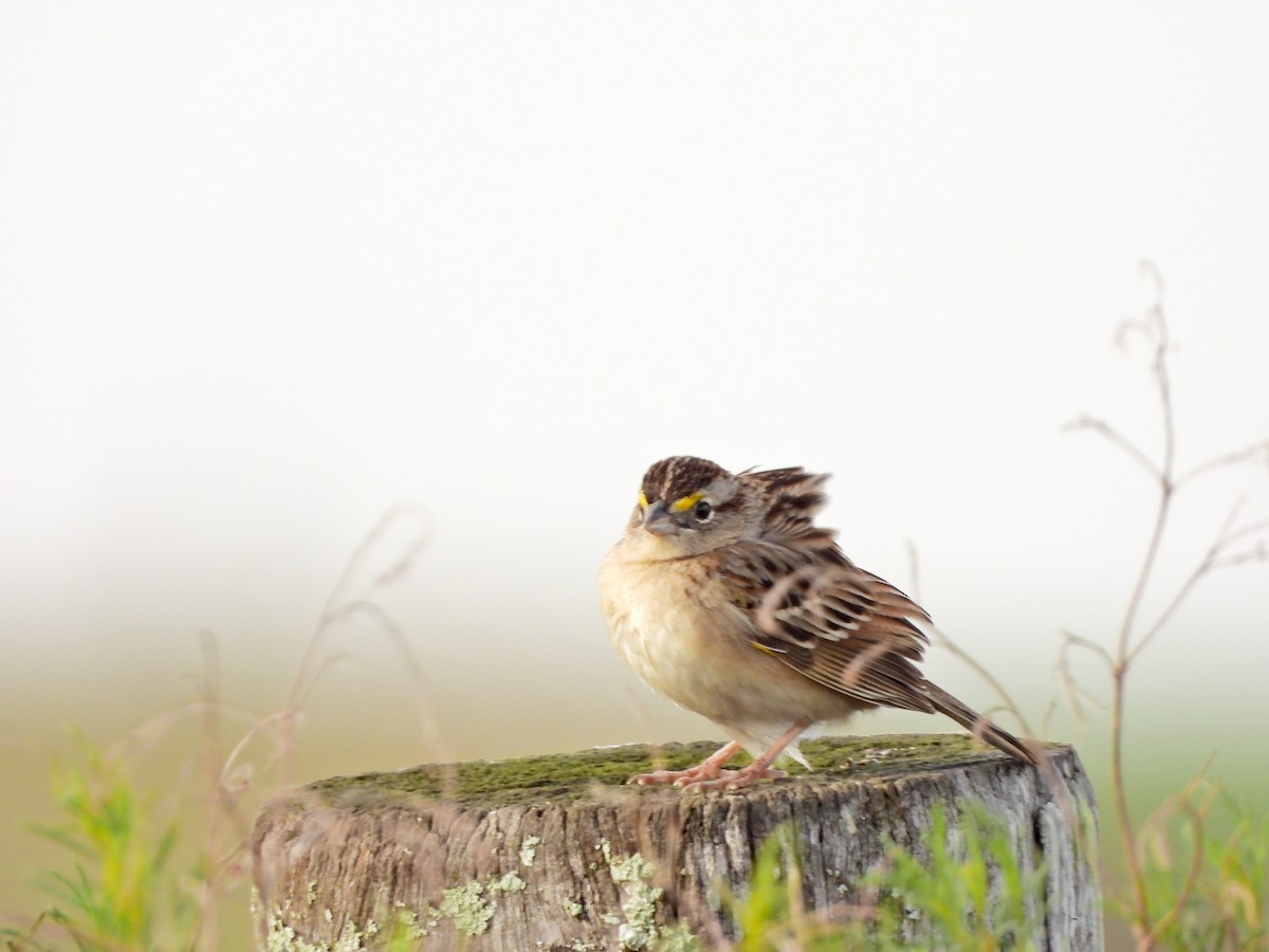 Grassland Sparrow - ML641576860