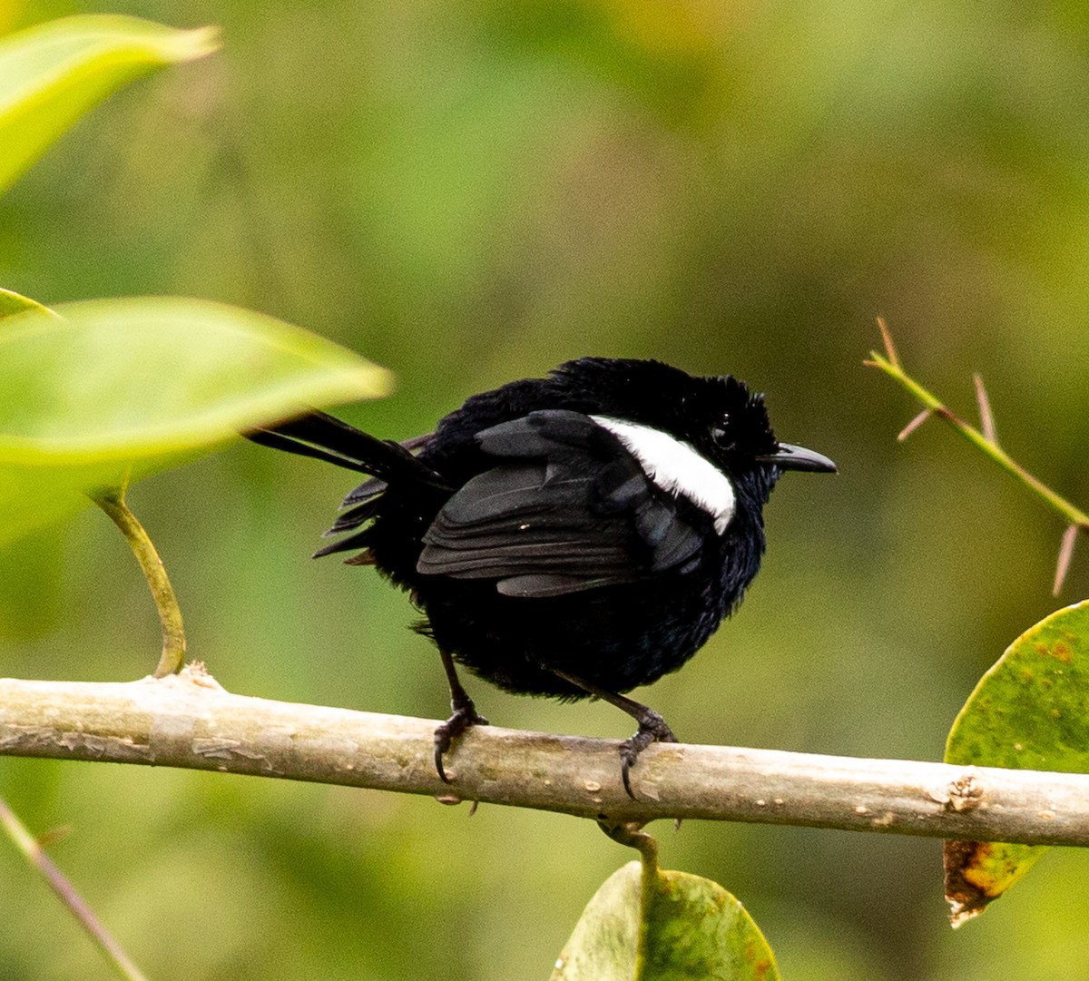 White-shouldered Fairywren - ML641576872