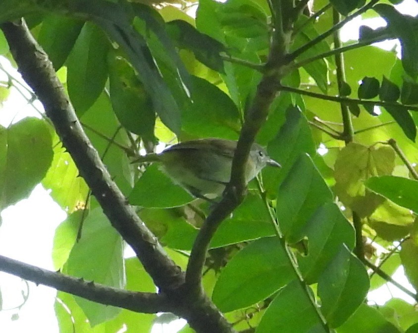 Green Shrike-Vireo - ML641576875