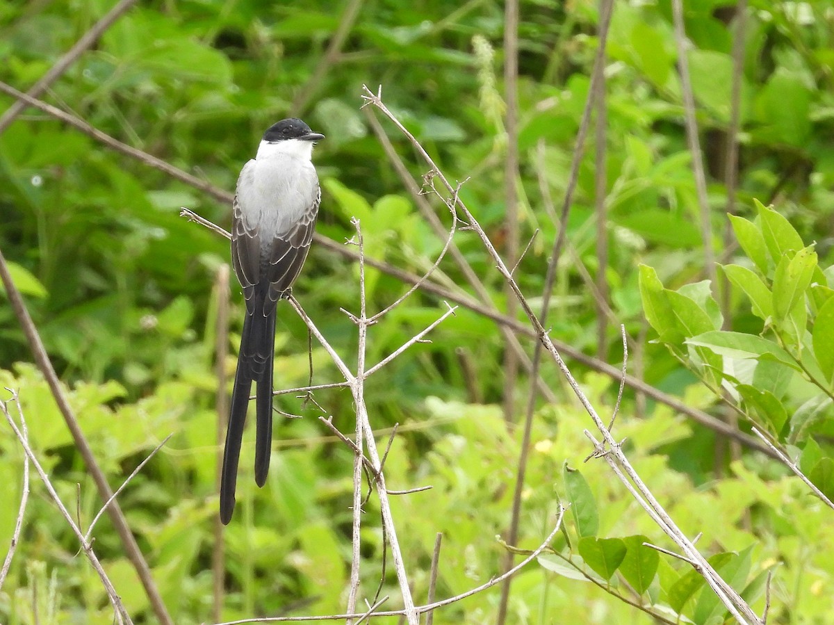 Gabelschwanz-Königstyrann - ML641576885