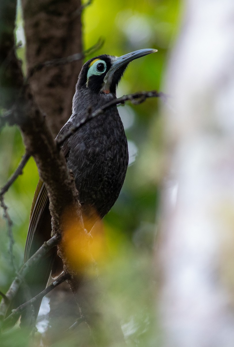 Yellow-browed Melidectes - ML641576886