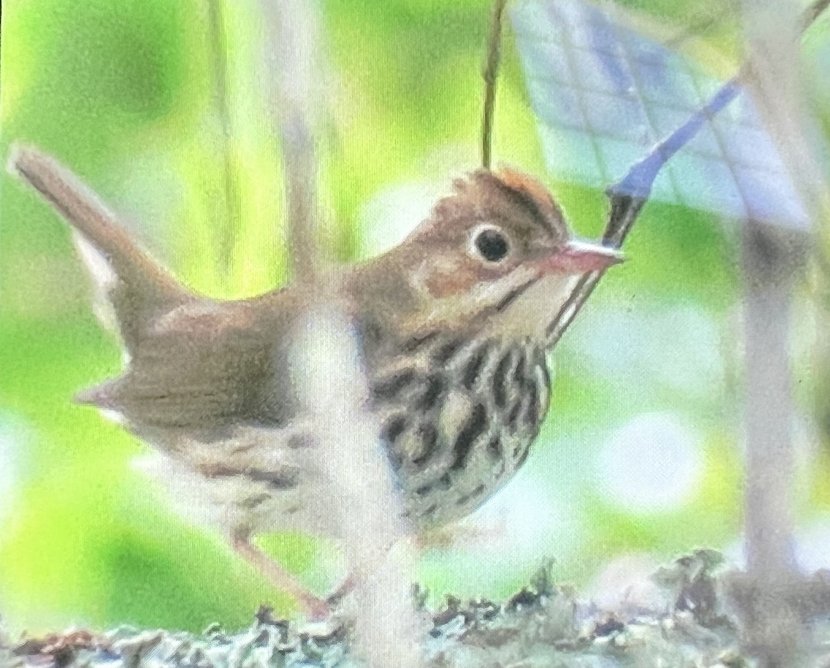 Ovenbird - ML641576892