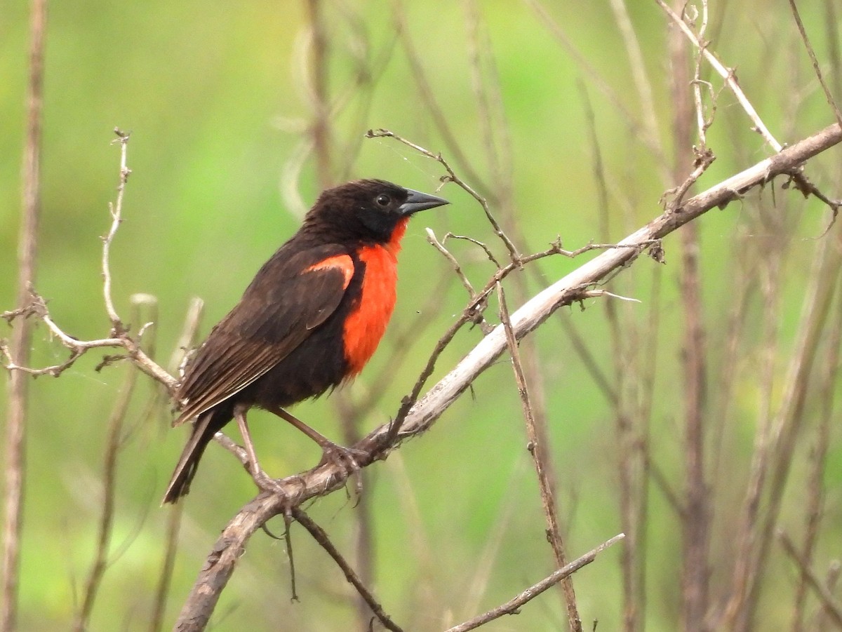 Red-breasted Meadowlark - ML641576899