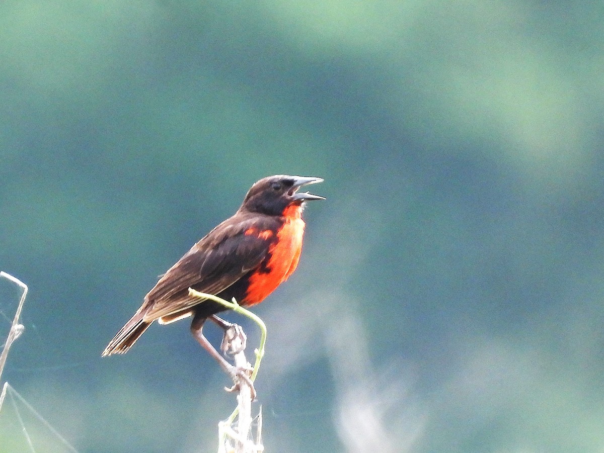 Red-breasted Meadowlark - ML641576900