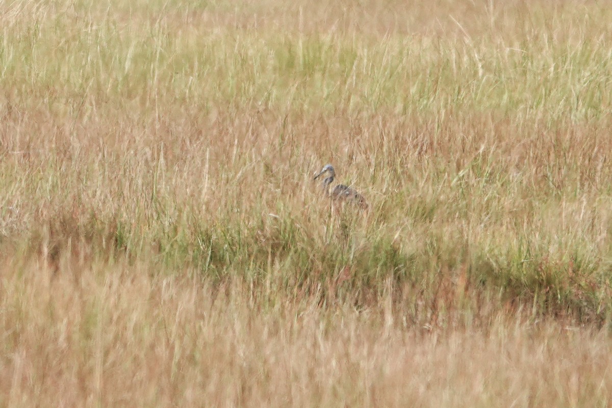 Tricolored Heron - ML641576902
