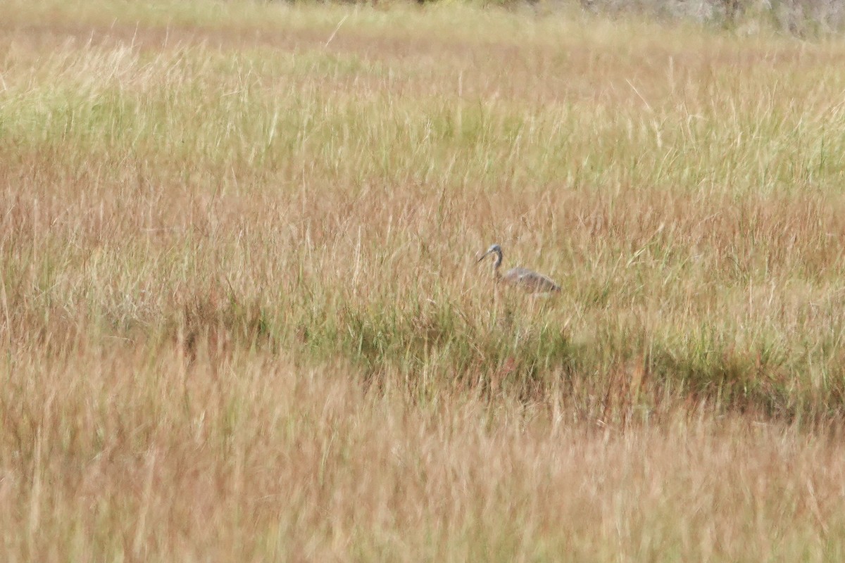 Tricolored Heron - ML641576904