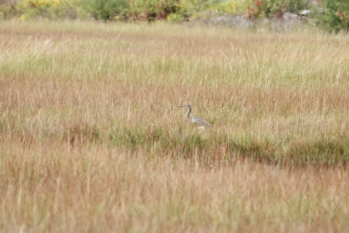 Tricolored Heron - ML641576905