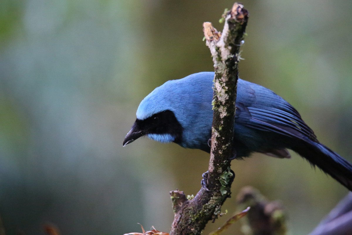 Turquoise Jay - ML641576910
