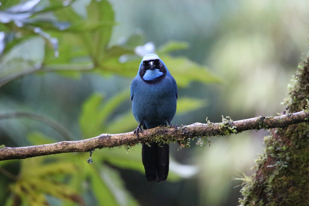 Turquoise Jay - ML641576916