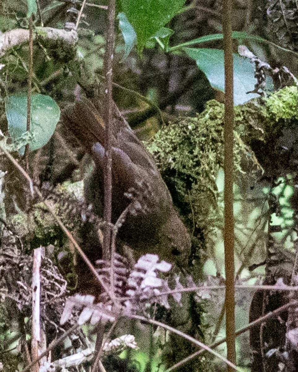 Papuan Scrubwren - ML641576942