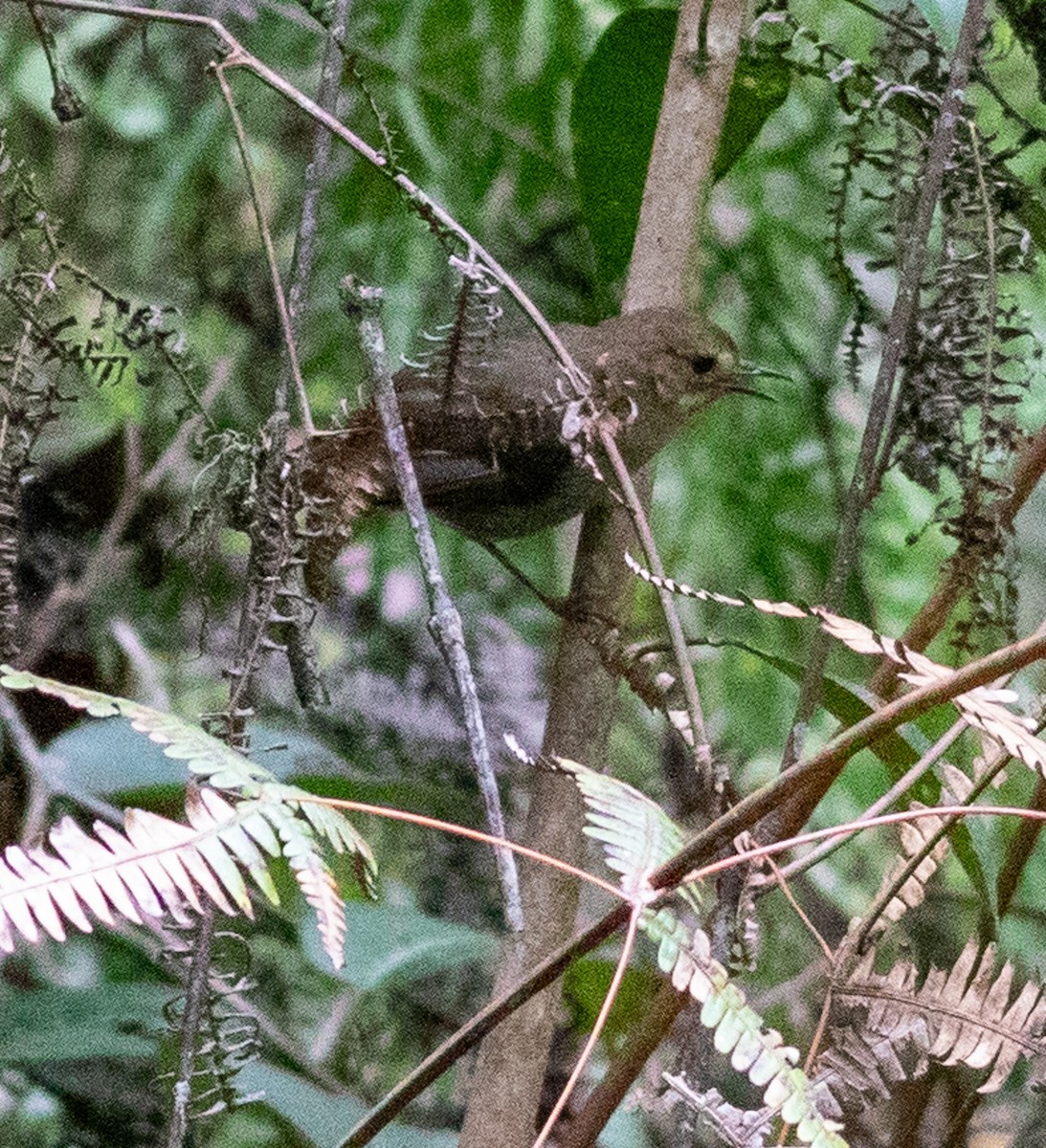 Papuan Scrubwren - ML641576943