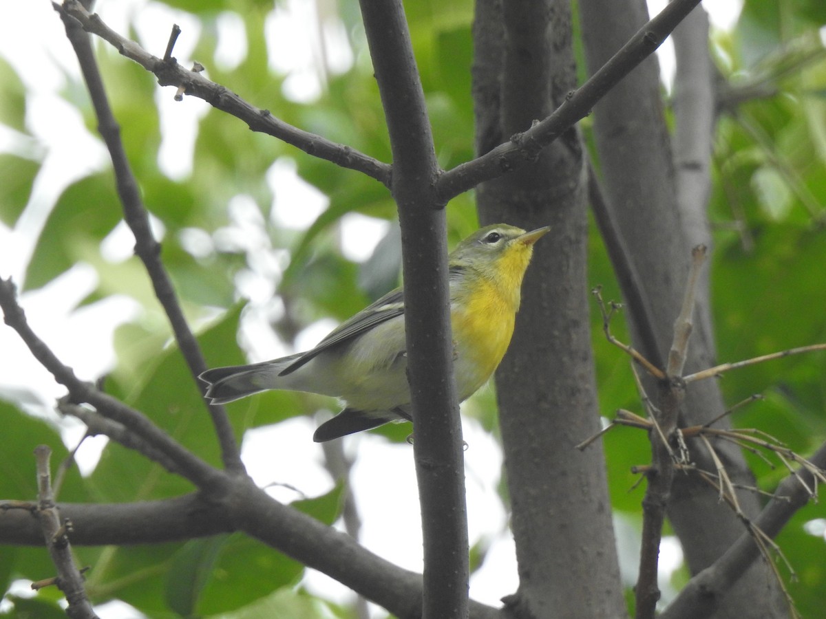 Kuzeyli Parula - ML641576955