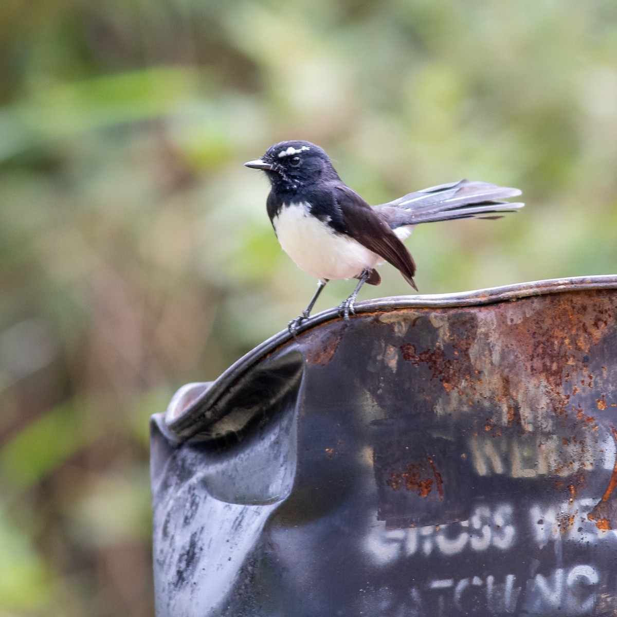 Willie-wagtail - ML641576964