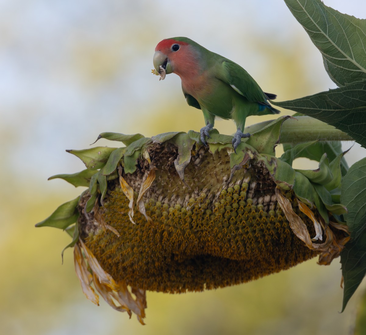 Rosy-faced Lovebird - ML641576995