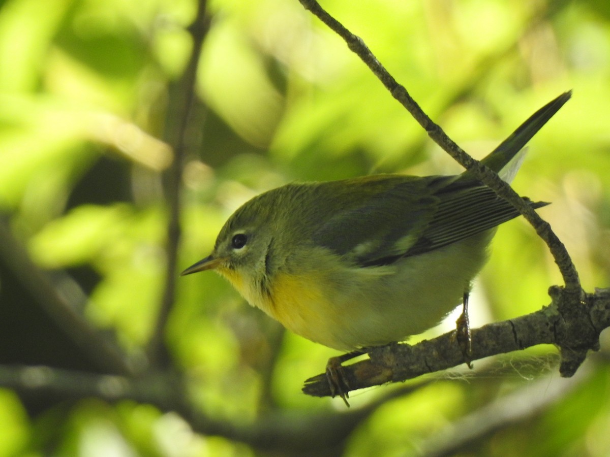 Northern Parula - ML641576996