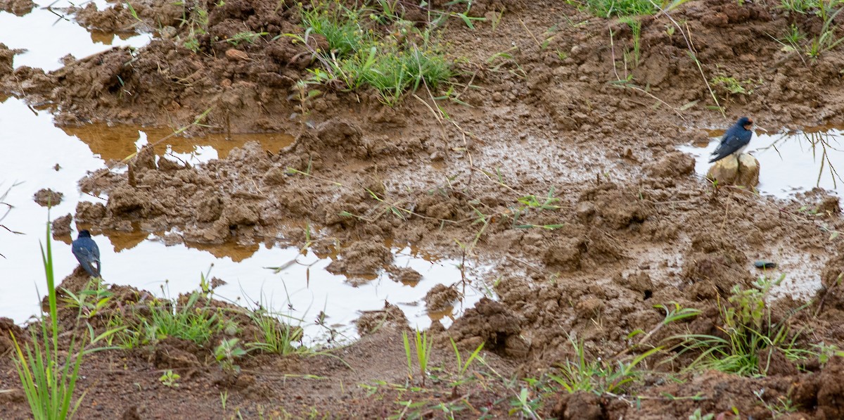 Pacific Swallow - ML641577002