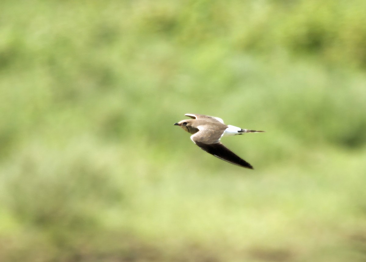 Collared Pratincole - ML641577007