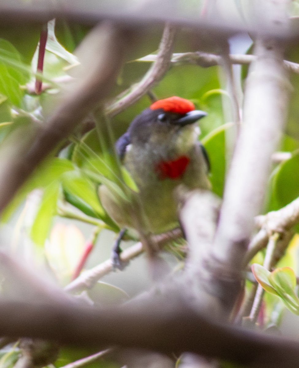 Red-capped Flowerpecker - ML641577012