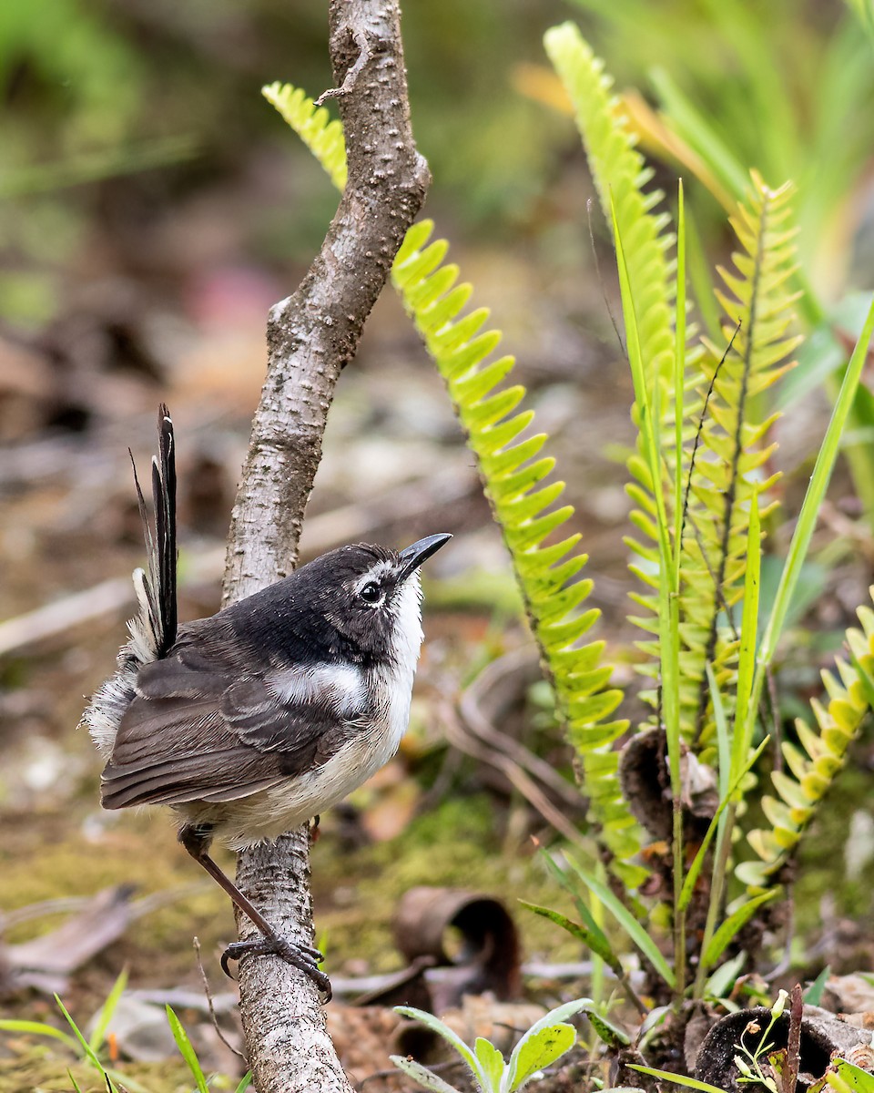 White-shouldered Fairywren - ML641577041