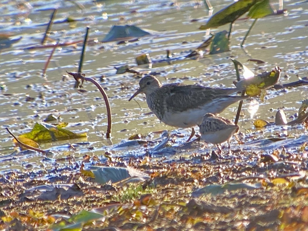 חופית כהת-חזה - ML641577059