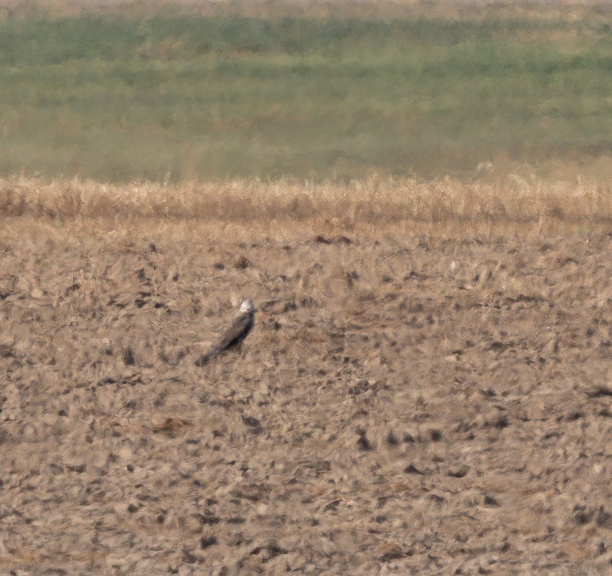 Ferruginous Hawk - ML641577074