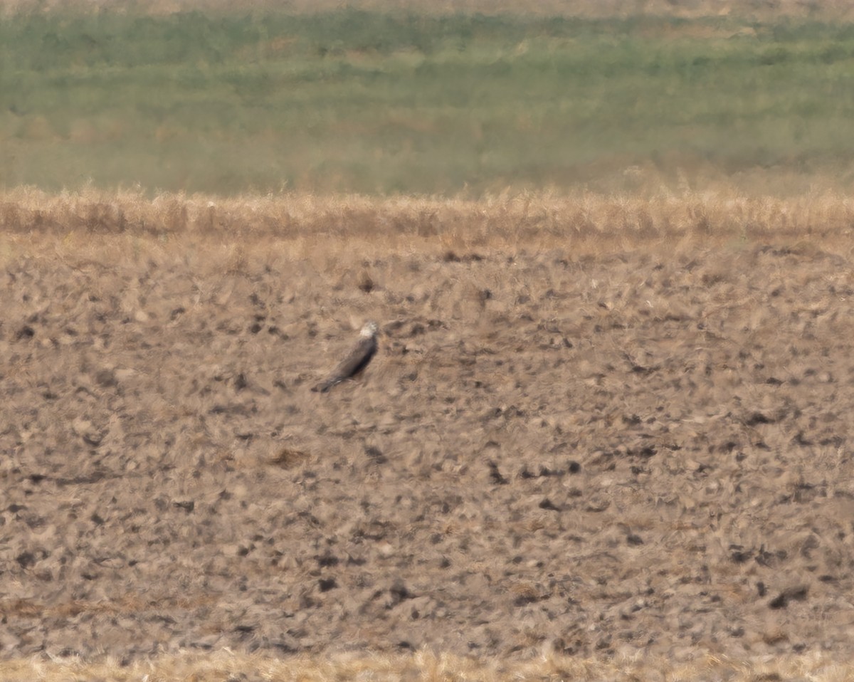Ferruginous Hawk - ML641577075