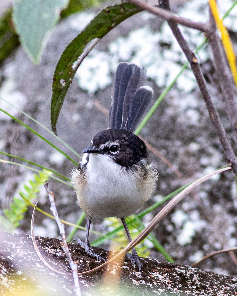 White-shouldered Fairywren - ML641577091