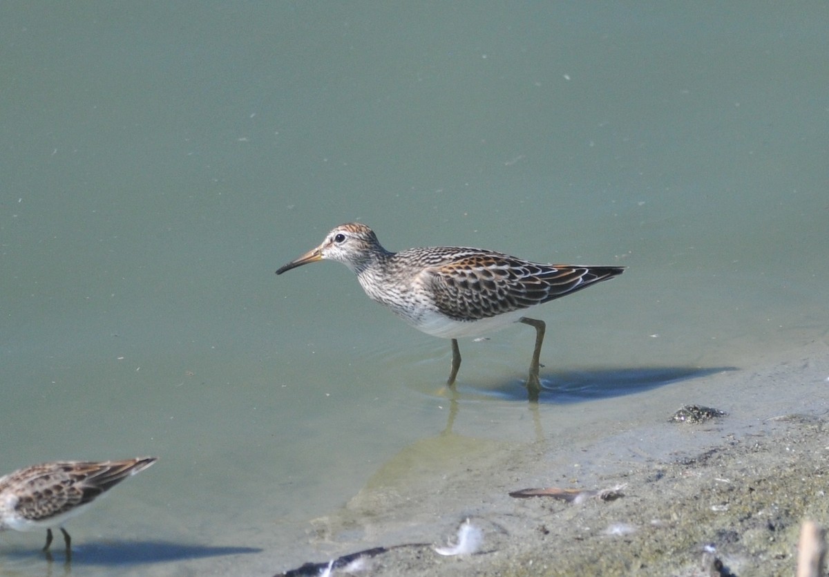 Pectoral Sandpiper - ML641577213