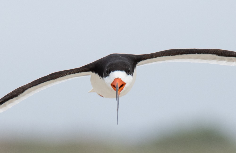 Black Skimmer - ML641577240