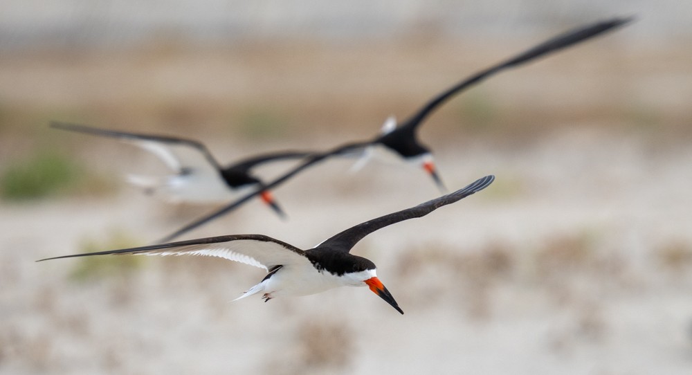 Black Skimmer - ML641577241