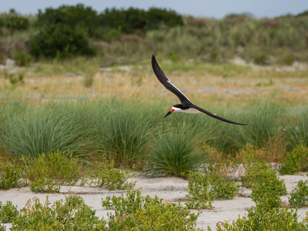 Black Skimmer - ML641577242