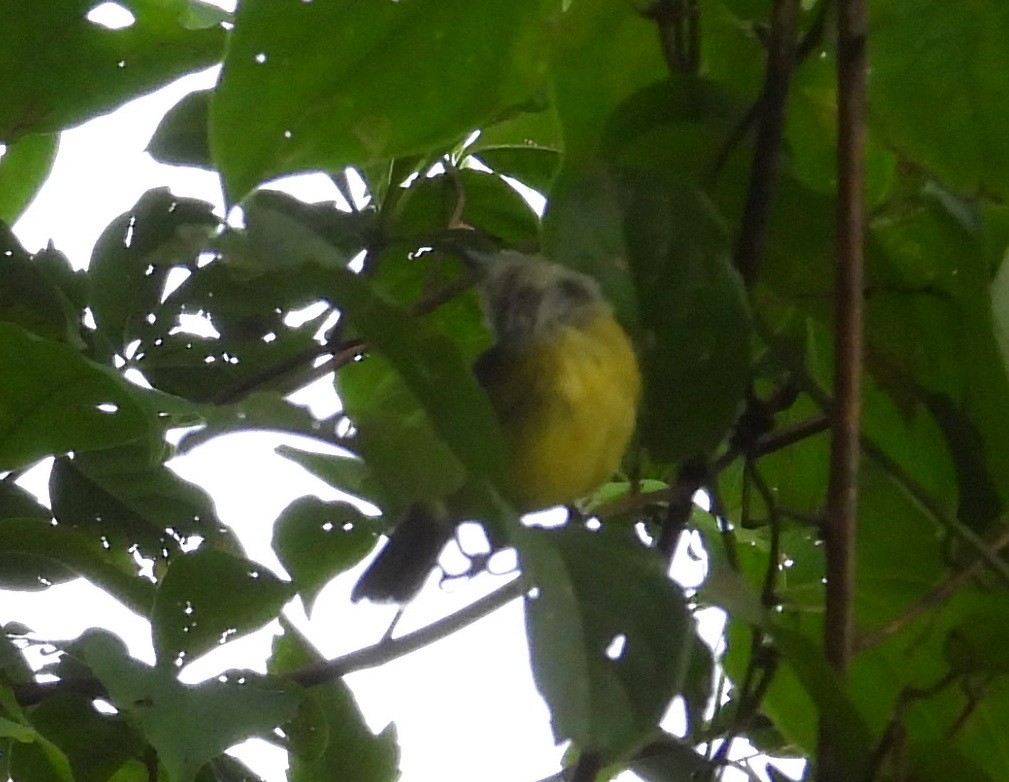 Lesser Greenlet - ML641577257