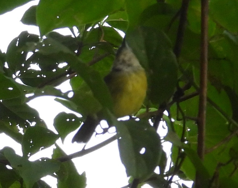 Lesser Greenlet - ML641577259
