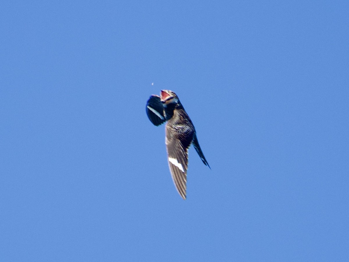 Engoulevent d'Amérique - ML641577284