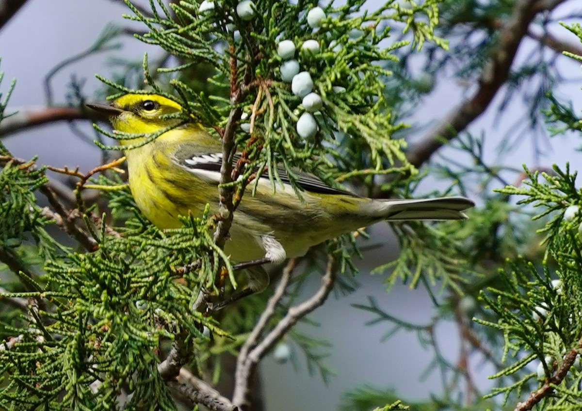 Townsend's Warbler - ML641577298