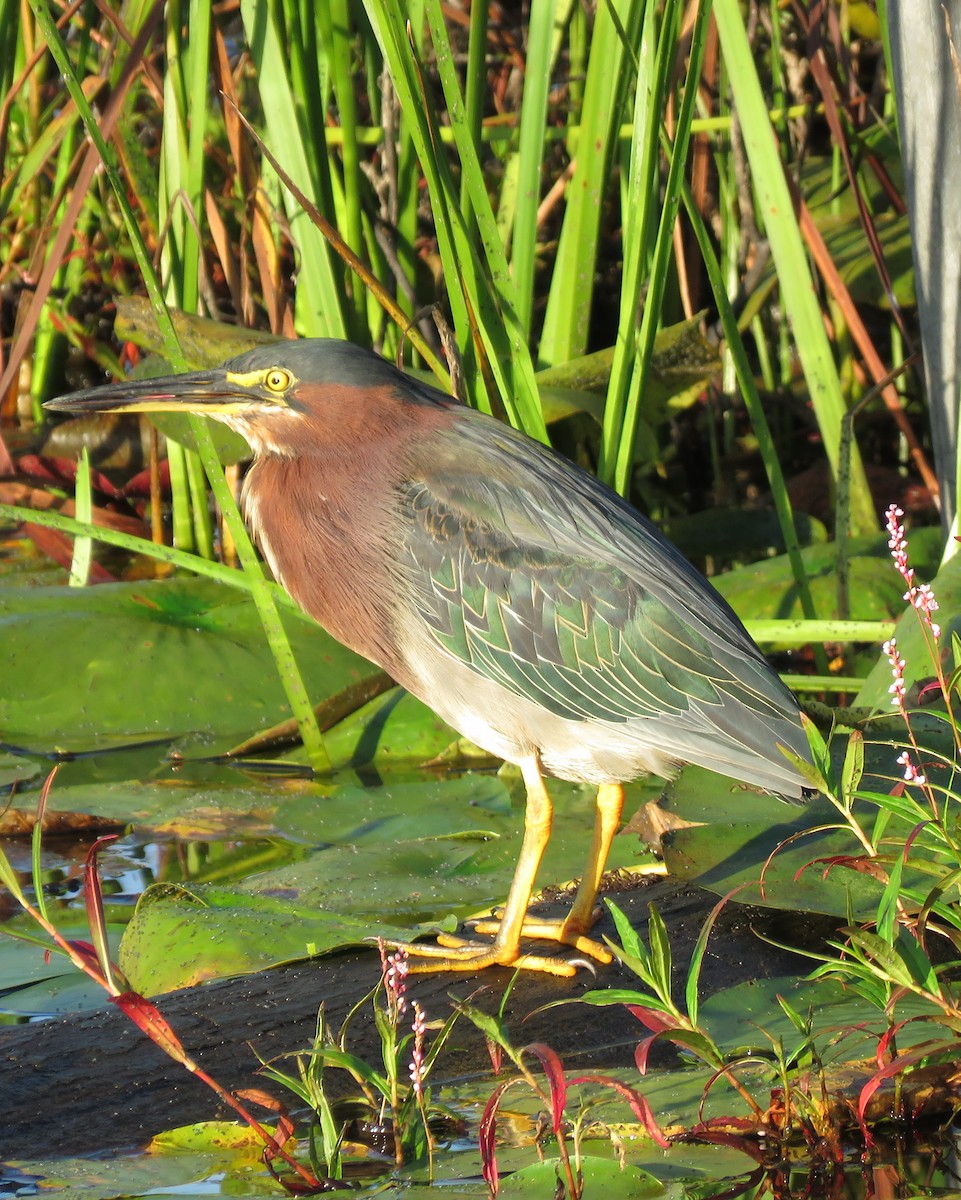 Green Heron - ML641577304