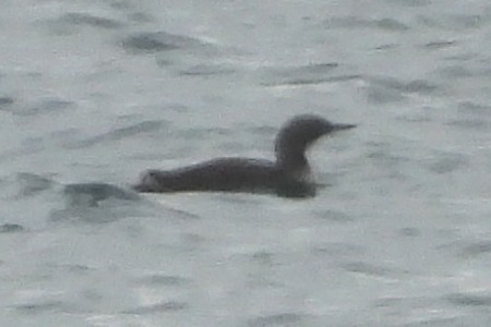 Pacific Loon - ML641577343