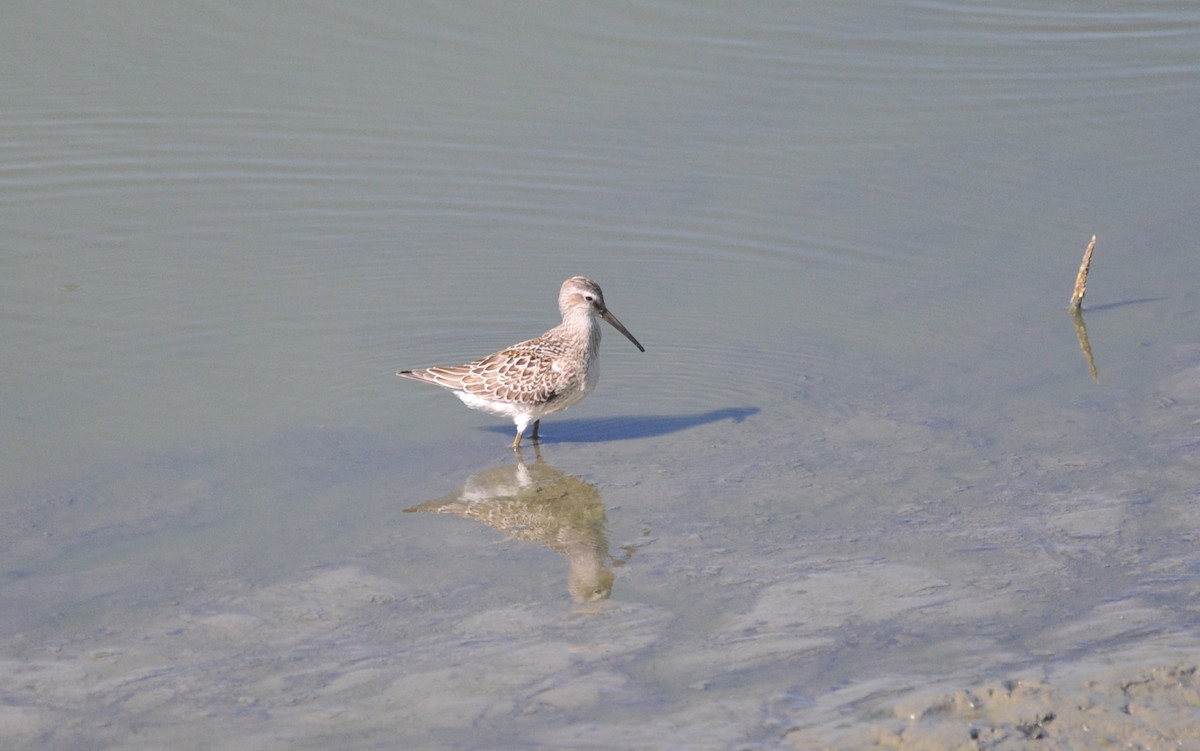 Stilt Sandpiper - ML641577349