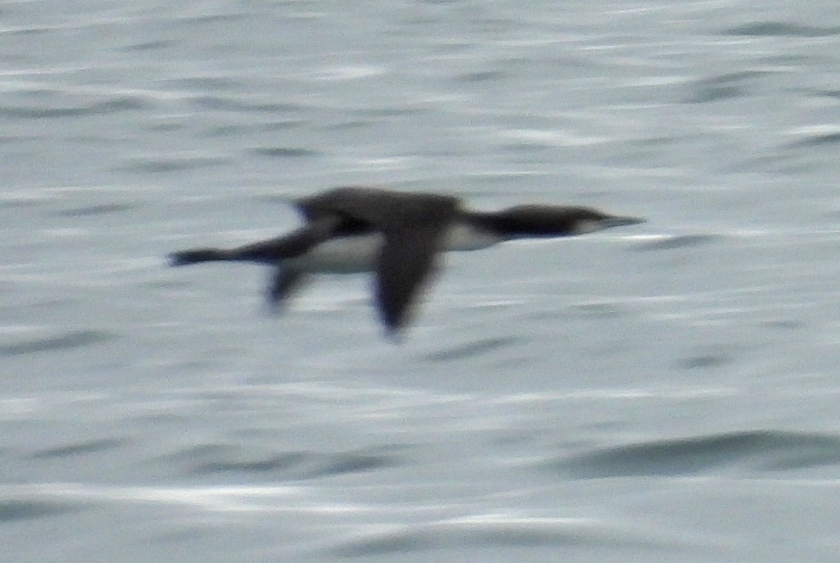 Pacific Loon - ML641577359