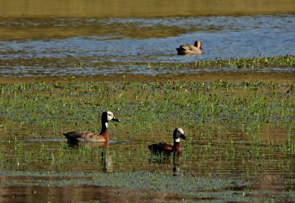 White-faced Whistling-Duck - ML641577391