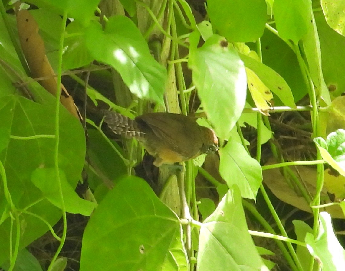 Rufous-and-white Wren - ML641577416