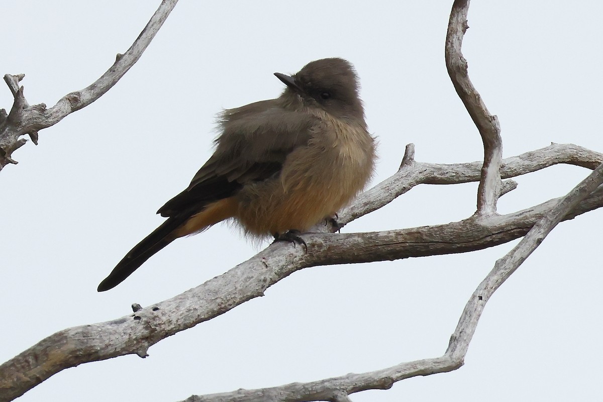 Say's Phoebe - ML641577450