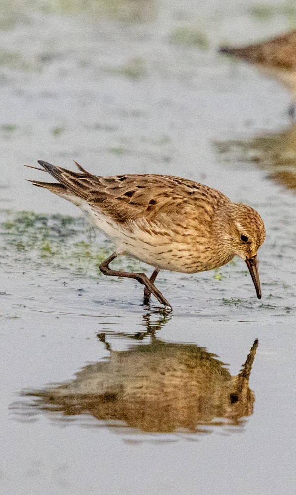White-rumped Sandpiper - ML641577460