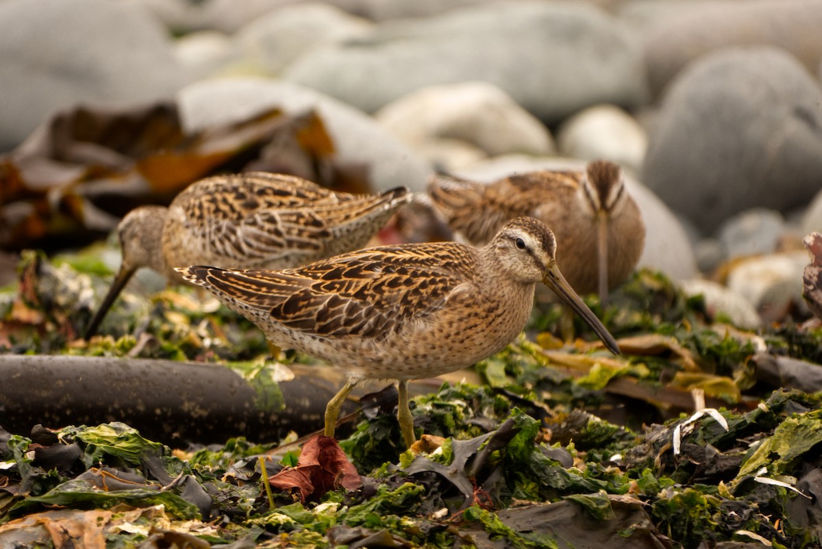 短嘴半蹼鷸 - ML641577461