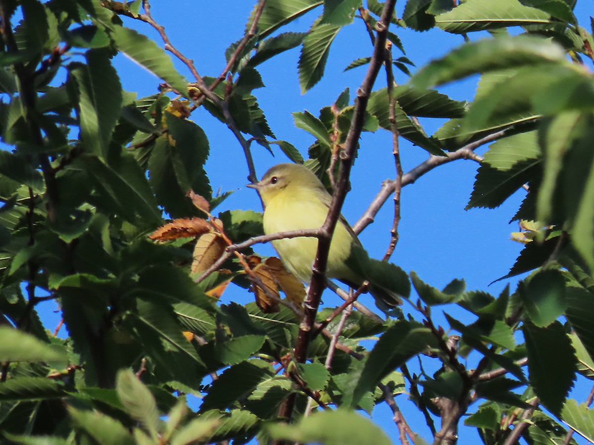 Philadelphia Vireo - ML641577462